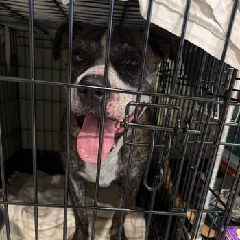 Lulu -  Mixed Breed Dog for Adoption in Port Charlotte, Florida - Lulu | PetCurious