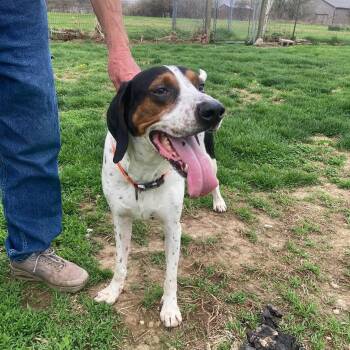 Coonhound Dogs Available for Adoption in Valparaiso, Indiana - Luke | PetCurious
