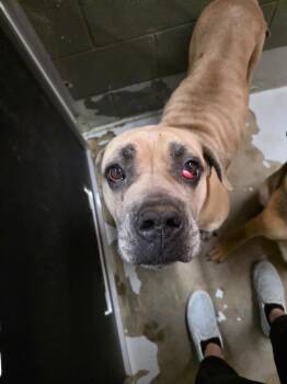 Neapolitan Mastiff and Mixed Breed Dogs Available for Adoption in Rockport, Texas - Savannah | PetCurious