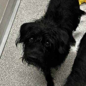 Teriyaki -  Mixed Breed Dog for Adoption in Oak Brook, Illinois - Teriyaki | PetCurious