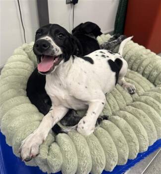 German Shorthaired Pointer and Mixed Breed Dogs Available for Adoption in Ontario, California - SIHOUETTE | PetCurious