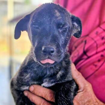 Shepherd and Mixed Breed Dogs Available for Adoption in Midland, Texas - Diesel | PetCurious