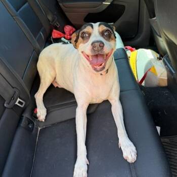 Molly -  Beagle and Mixed Breed Dog for Adoption in Salt Lake City, Utah - Molly | PetCurious