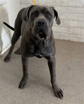 Rescue Mastiff and Mixed Breed Dogs for Adoption in San Bernardino, California - MEGAN | PetCurious