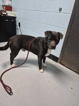 Pit Bull Terrier Dogs Available for Adoption - Pen 166c | PetCurious