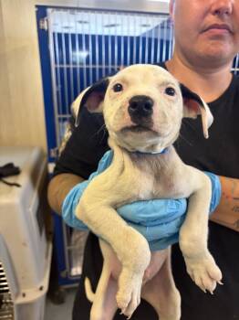 Vanilla Vaudeville -  Mixed Breed Dog for Adoption in Hillsboro, Ohio - Vanilla Vaudeville | PetCurious