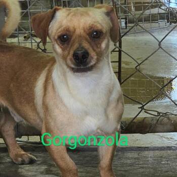 Rescue Chihuahua Dogs for Adoption in Midland, Texas - Gorgonzola | PetCurious