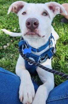 Australian Shepherd and Pit Bull Terrier Dogs Available for Adoption in Los Angeles, California - Captain | PetCurious