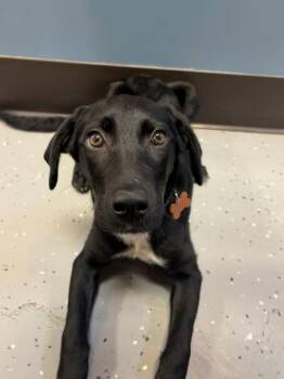 Meg -  Mixed Breed Dog for Adoption in Merriam, Kansas - Meg | PetCurious