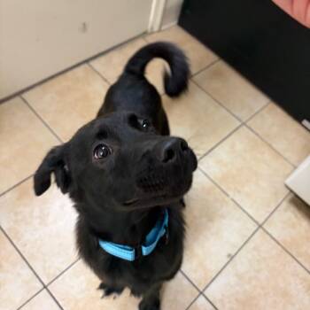 Australian Cattle Dog Blue Heeler Dogs Available for Adoption in Pekin, Illinois - NASCAR | PetCurious