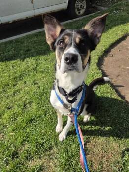 BAGEL -  Border Collie and Husky Dog for Adoption in Vaughan, Ontario - BAGEL | PetCurious