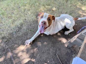 MONEY -  Pit Bull Terrier and Mixed Breed Dog for Adoption in Tulsa, Oklahoma - MONEY | PetCurious