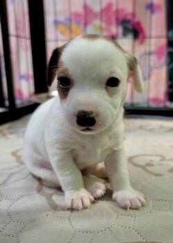 Sepp -  Chihuahua Dog for Adoption in Carson City, Nevada - Sepp | PetCurious
