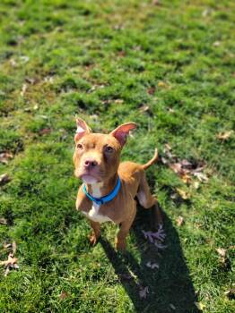 Rescue Terrier Dogs for Adoption in Chambersburg, Pennsylvania - Mini Me | PetCurious