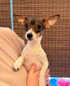 Chihuahua and Rat Terrier Dogs Available for Adoption - Lily | PetCurious