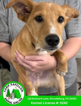 Leonardo -  Mixed Breed Dog for Adoption in Stroudsburg, Pennsylvania - Leonardo | PetCurious