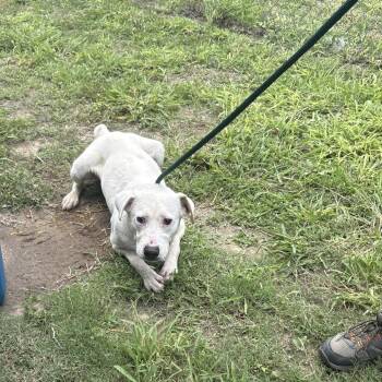 Roscoe -  Mixed Breed Dog for Adoption in Austin, Texas - Roscoe | PetCurious