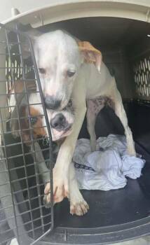 Sibbies : Yuki -  Boxer Dog for Adoption in Aurora, Indiana - Sibbies : Yuki | PetCurious