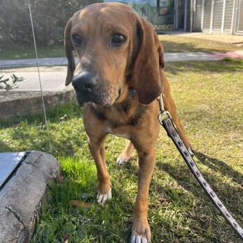 Coonhound Dogs Available for Adoption - Jackson @ Foster | PetCurious