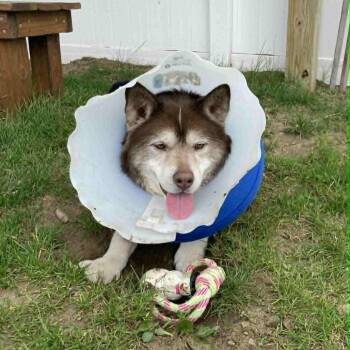 Rex -  Mixed Breed Dog for Adoption in Saratoga Springs, New York - Rex | PetCurious
