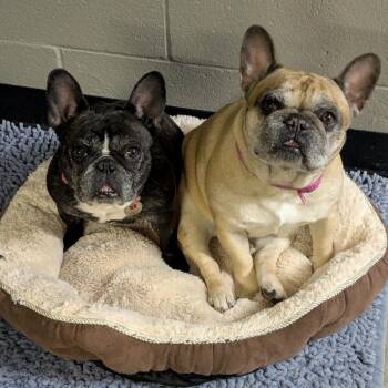 French Bulldog Dogs Available for Adoption in Walker, Michigan - Nola-Foster | PetCurious