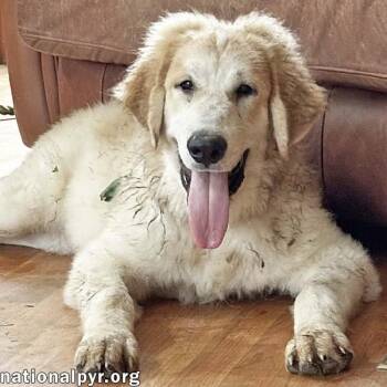 Russet in VA - Laid-back, Goofy Charmer -  Great Pyrenees and Bloodhound Dog for Adoption in Beacon, New York - Russet In VA - Laid-back, Goofy Charmer | PetCurious