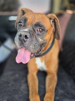 Hoagie -  Boxer Dog for Adoption in Stanwood, Washington - Hoagie | PetCurious