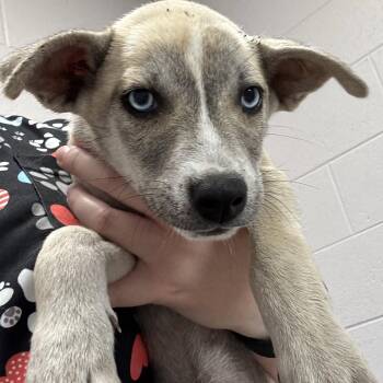 Ygritte -  Husky Dog for Adoption in Allegan, Michigan - Ygritte | PetCurious