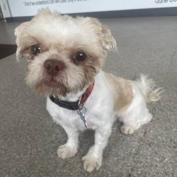 Shih Tzu Dogs Available for Adoption - Chase | PetCurious