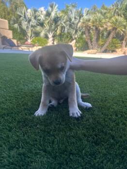 Mando -  Labrador Retriever and Chow Chow Dog for Adoption in Phoenix, Arizona - Mando | PetCurious