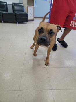 Rescue Pit Bull Terrier and Mixed Breed Dogs for Adoption in Killeen, Texas - QUEEN | PetCurious