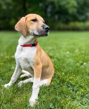 Missy -  Mixed Breed Dog Available for Adoption in Lindenhurst, New York - Missy | PetCurious