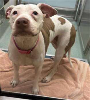 Rescue Pit Bull Terrier Dogs for Adoption in Plano, Texas - Daisy A211502 | PetCurious