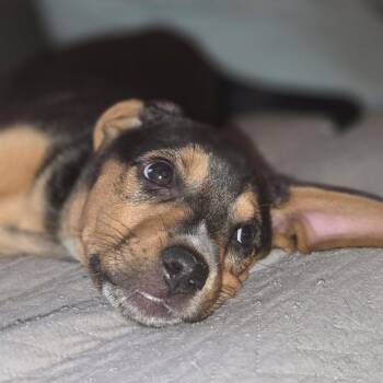 Janis Joplin -  Hound Dog for Adoption in Richmond, Virginia - Janis Joplin | PetCurious