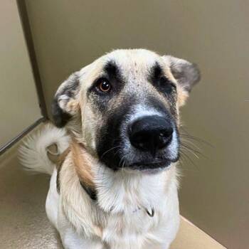 Boulder -  Anatolian Shepherd Dog for Adoption in Walnut Creek, California - Boulder | PetCurious