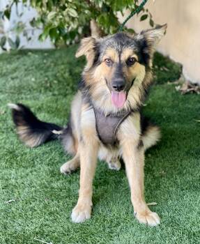 Australian Shepherd Dogs Available for Adoption in Rowland Heights, California - BOWIE | PetCurious