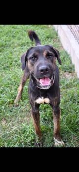 Rescue Shar Pei and Mountain Cur Dogs for Adoption in Bronson, Texas - Benito Aka Puff | PetCurious