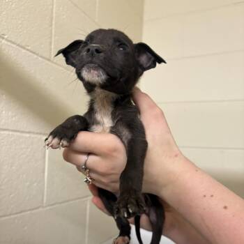Pit Bull Terrier Dogs Available for Adoption in Morganton, North Carolina - Gracie | PetCurious