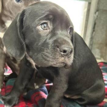 Wilma -  Labrador Retriever and Mixed Breed Dog for Adoption in North Charleston, South Carolina - Wilma | PetCurious