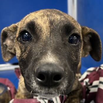 Pantera -  Mixed Breed Dog for Adoption in Las Cruces, New Mexico - Pantera | PetCurious