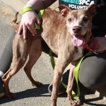 Pit Bull Terrier and Mixed Breed Dogs Available for Adoption in Richmond, Virginia - String Bean | PetCurious