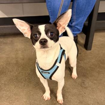Dumbo ( Mateo ) -  Chihuahua Dog for Adoption in Tampa, Florida - Dumbo ( Mateo ) | PetCurious