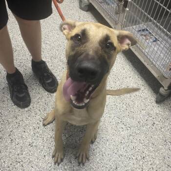 Newt -  Belgian Shepherd Malinois and Mixed Breed Dog for Adoption in Hattiesburg, Mississippi - Newt | PetCurious