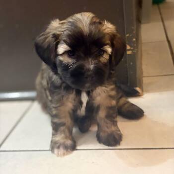 Gladys (Foster to Adopt) -  Chihuahua and Terrier Dog for Adoption in Durham, North Carolina - Gladys (Foster To Adopt) | PetCurious