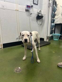 Azula -  Dogo Argentino Dog for Adoption in Fruit Heights, Utah - Azula | PetCurious