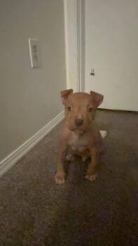 Staffordshire Bull Terrier Dogs Available for Adoption in New Kensington, Pennsylvania - Froggy | PetCurious