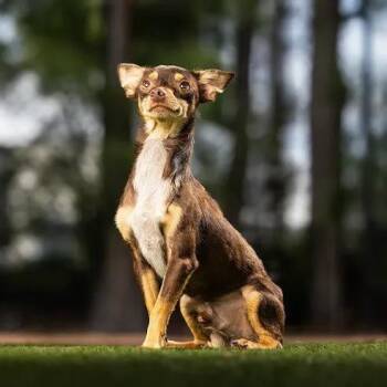 Mr. Bean -  Chihuahua and Mixed Breed Dog for Adoption in Jupiter, Florida - Mr. Bean | PetCurious