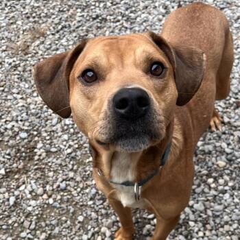 Graham Cracker -  Mixed Breed Dog for Adoption in Fairport, New York - Graham Cracker | PetCurious
