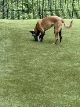 Pedro located in Georgia -  Belgian Shepherd Malinois Dog for Adoption in Imlay City, Michigan - Pedro Located In Georgia | PetCurious