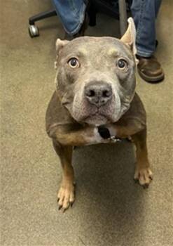 LOVER BOY -  Mixed Breed Dog for Adoption in Jacksonville, Florida - LOVER BOY | PetCurious